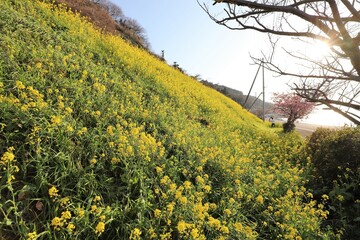 愛媛県伊予灘　菜の花畑
