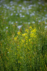 Fototapeta premium Early winter flowers in full bloom