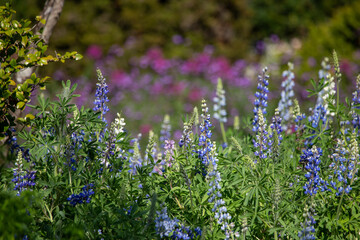 Obraz premium Early winter flowers in full bloom