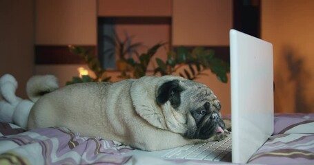 Tired, sleepy cute pug dog lying with notebook. Cozy bedroom. Funny dog, bored and lazy to work with laptop. Want to sleep, nap. Procrastination. Not an interesting film. Funny work at home concept