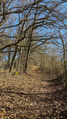 Wanderung bei Singen im Frühling