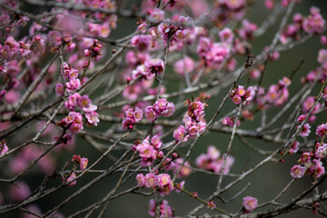 Early winter flowers in full bloom