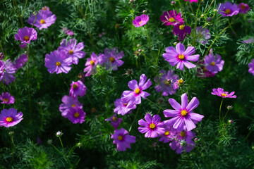 Fototapeta premium Early winter flowers in full bloom