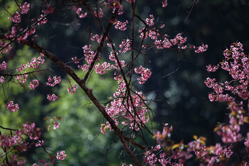 Early winter flowers in full bloom