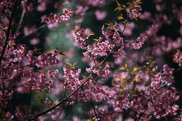 Early winter flowers in full bloom