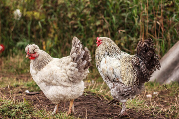 Free range adult chicken hens roam freely in the yard. Bio poultry farm concept