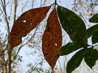 Leaf texture in the forest