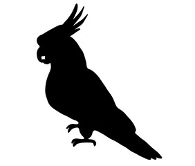 可愛いインコのシルエット