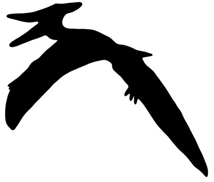 157 Best プテラノドン Images Stock Photos Vectors Adobe Stock