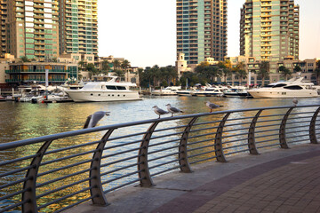 tall buildings on the Dubai Marina on the shore of the Persian Gulf