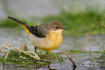 Grey wagtail (Motacilla cinerea)
