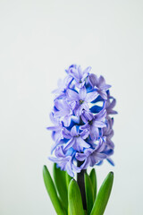 select focus lush blooming flower of blue hyacinth with green leaves in gray backgrounf. spring high quality vertical poster