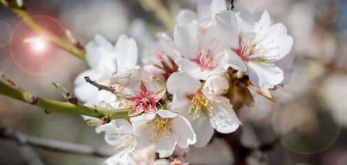 Almond blossoms in early spring