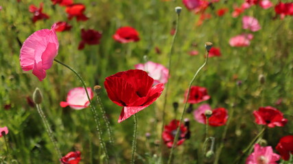 Obraz premium Poppy flower-4