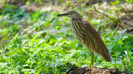 Indian Pond heron looking for fish