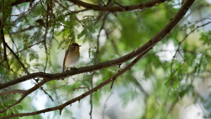 Common tailorbird on ground
