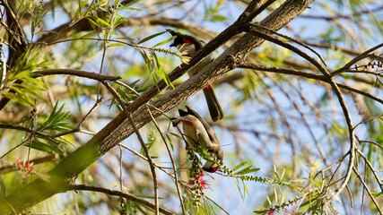 The red-whiskered bulbul bird on tree
