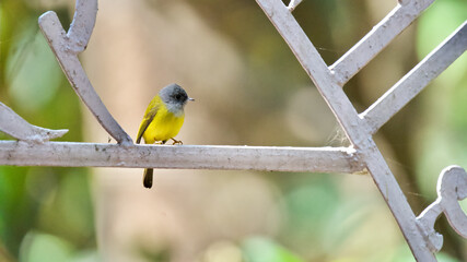 The grey-headed canary-flycatcher