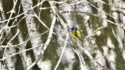 The grey-headed canary-flycatcher bird on a tree