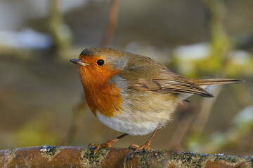 European robin (Erithacus rubecula)