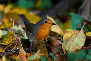 European robin (Erithacus rubecula)