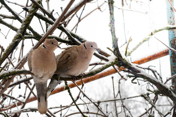 a pair of turtle doves sitting on the branches of trees on a cold winter morning