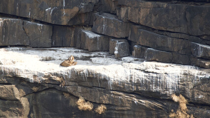 The Indian vulture which are 