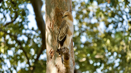 Changeable Hawk Eagle with bear marks on the tree. Its subspecies have either pale or dark morphs, giving rise to the name 