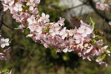 河津桜