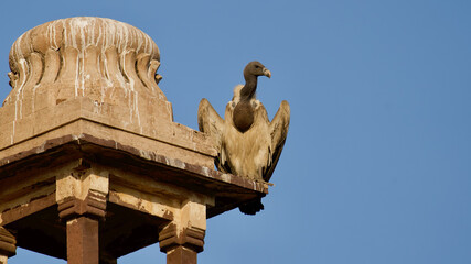 The Indian vulture which are "critically endangered" and can go extinct.
