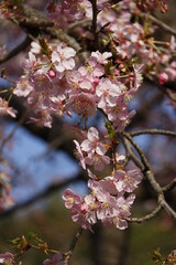 河津桜