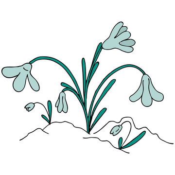 blue young snowdrops in the spring grow out of the snow, young snowdrops in the spring grow out of the snow, vector black and white doodle element, coloring, spring set