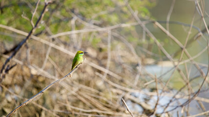 Green Bee Eater near a pond. 