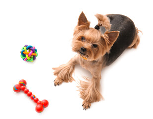 Cute funny dog and toys on white background