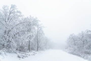 Snowy road in winter forest