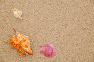 Fototapeta na wymiar three seashells on the wet sand by the sea 
