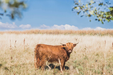 Long-haired brown cow in a pasture in Denmark