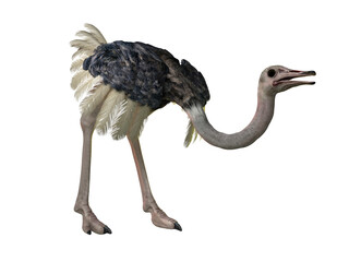 3d illustration of a ostrich
