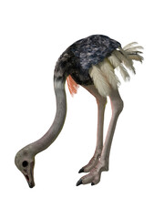 3d illustration of a ostrich