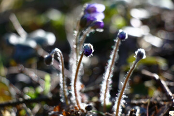Solar april morning in the wood. A hepatica at the beginning of blossoming. Small blue buds on...