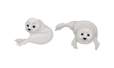 White Fur Seals as Pinniped Specie with Vibrissae and Dense Underfur Vector Set