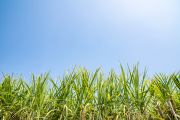 A sugarcane forest under the blue sky