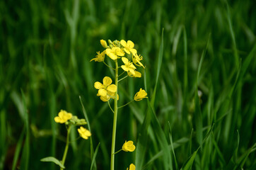 the yellow ripe mustered flowers with plant growing together grains in the farm.