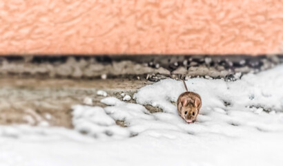 A little field mouse on a concrete terrace covered with snow 