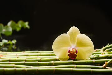 Beautiful spa setting of yellow orchid  and green leaves 
on pile of long bamboo stem background

