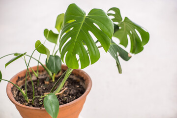 Green tropical leaf n red clay pot composition of home garden. Concept of copy space in design room. 