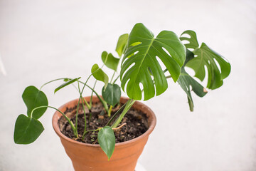 Green tropical leaf n red clay pot composition of home garden. Concept of copy space in design room. 