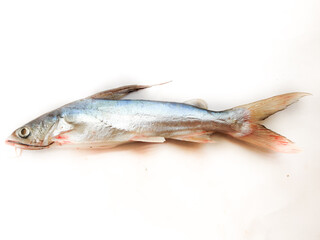 Gafftopsail Cat Fish Fish isolated on white background .Selective Focus.
