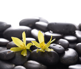 Two yellow orchid, close up with pile of black stones