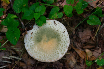 inedible mushrooms from the forest where we go on a holiday trip